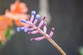 Closeup of the pink and purple flower