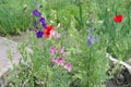 Closeup of pink and purple flowers of Delphinium grandiflorum in May