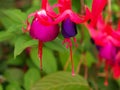 Closeup of pink and purple fuchsia flowers