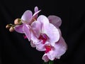 Closeup of Pink Purple Pink Orchid Bloom Blossom Bunch on Black Background.  Phalaenopsis known as moth. Royalty Free Stock Photo