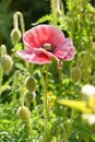 closeup the pink purple poppy flower with buds growing in the garden soft focus natural green brown background Royalty Free Stock Photo