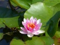 Closeup of pink Pygmy water-lily flower and green lily pads floating on the pond Royalty Free Stock Photo