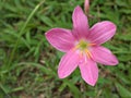 Closeup pink rain lily Zephyranthes carinata  flowers in garden with soft focus ,sweet color and green blurred background Royalty Free Stock Photo