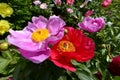 Pink or red Chinese peony flowers