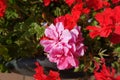 Closeup of pink and red flowers of ivy-leaved pelargonium in September Royalty Free Stock Photo