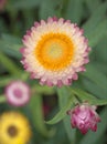 Closeup pink straw flower in garden with soft focus and blurred background ,sweet color Royalty Free Stock Photo