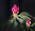 Closeup of a pink rhododendron bud