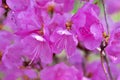 Closeup pink rhododendrons bloom