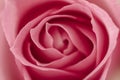 Closeup of pink rose.