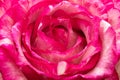 Closeup Of A Pink Rose Bud. Background Opened Rosebud. Rose Bud With Pink Petals. Extreme Close-up Of A Rose Flower