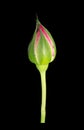 Closeup Pink Rose Bud on Black Background Royalty Free Stock Photo