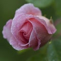 A closeup of pink rose bud covered with morning dew Royalty Free Stock Photo