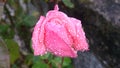 closeup of a pink rose covered in raindrops Royalty Free Stock Photo