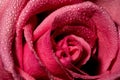 Closeup of a pink rose covered in raindrops under the lights Royalty Free Stock Photo