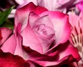 Closeup of a pink rose with dark-edged petals Royalty Free Stock Photo