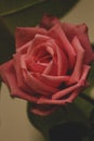 A closeup of pink rose with detailed petals Royalty Free Stock Photo