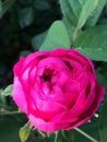 Closeup of pink rose early bloom Royalty Free Stock Photo