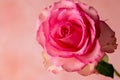 Closeup pink rose flower, abstract feminine background Royalty Free Stock Photo