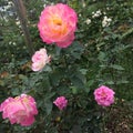 Closeup pink rose flower 2 with blur bokeh background, closed-up Royalty Free Stock Photo