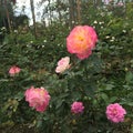 Closeup pink rose flower in the garden with blur bokeh background Royalty Free Stock Photo