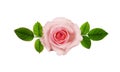 Closeup of pink rose flower and leaves Royalty Free Stock Photo