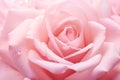 Closeup pink rose flower texture background for Valentine\'s Day. Pink rose texture background Royalty Free Stock Photo