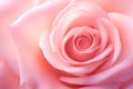 Closeup pink rose flower texture background for Valentine\'s Day. Pink rose texture background Royalty Free Stock Photo