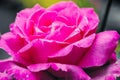 Closeup of a pink rose flower Royalty Free Stock Photo