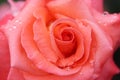 Closeup of pink rose full of dew drops