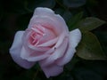 Closeup of pink rose with green leaves in the dark garden Royalty Free Stock Photo