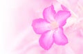 Closeup pink rose impala lily. Royalty Free Stock Photo