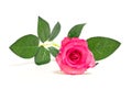 Closeup pink rose isolated on white background, for decoration Royalty Free Stock Photo