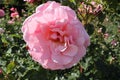 Closeup of a pink rose with a ladybug on it in the garden. Royalty Free Stock Photo