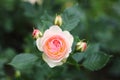 Closeup of the pink rose Pastella in the rose garden. Royalty Free Stock Photo