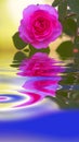 Closeup of pink rose reflecting on texture water with copy space, symbolising mother nature, earth and liquid as a life Royalty Free Stock Photo