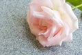 Closeup pink rose.