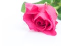 Closeup pink rose sweet color flower with water drop on white ba Royalty Free Stock Photo