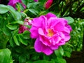 Closeup of a pink rose (Hansa) growing on a green shrub in a garden Royalty Free Stock Photo