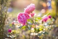 Closeup of pink roses with natural blurred background in sunny autumn backlight. Selective focus. Shallow depth of field. Royalty Free Stock Photo