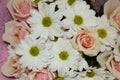 Closeup of pink roses and white daisy flowers bouquet for holiday background Royalty Free Stock Photo