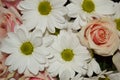 Closeup of pink roses and white daisy flowers bouquet for holiday background Royalty Free Stock Photo