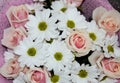 Closeup of pink roses and white daisy flowers bouquet for holiday background Royalty Free Stock Photo