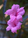 Closeup pink Ruellia simplex flowers with soft focus and macro image,sweet color