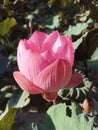 Closeup of pink sacred lily lotus flower blooming on pond. Royalty Free Stock Photo