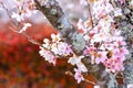 Closeup of pink sakura cherry blossom branches blooming on the tree trunk on red autumn trees background in Japan. Royalty Free Stock Photo