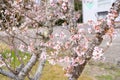 Closeup of pink sakura cherry blossom branches early blooming on the tree trunk on building background, road in spring, Japan Royalty Free Stock Photo