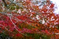 Closeup of pink sakura cherry blossom branches blooming on red autumn trees background in Japan. Royalty Free Stock Photo