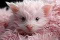 Closeup pink small fluffy dog