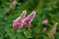 Closeup of a pink smartweed flower growing in a garden with blur background copy space. Beautiful outdoor water knotweed