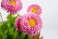 Closeup of pink spring delicate small daisy flower